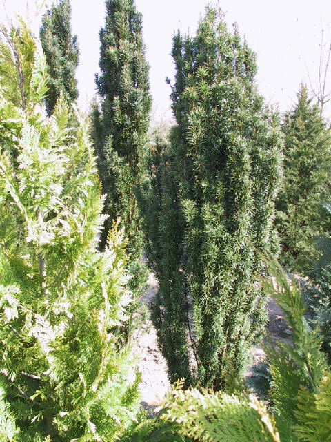 Taxus baccata Fastigiata.JPG